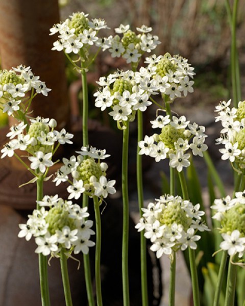Ornithogalum saundersiae 22